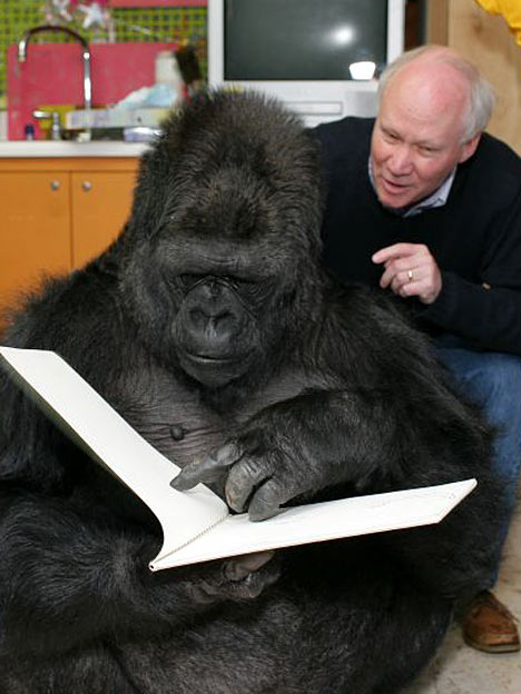 gorilla240307_468x624.jpg