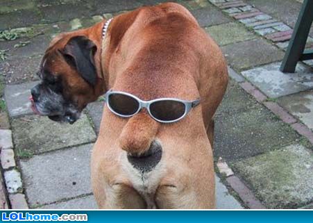 funny-dog-picture-ass.jpg
