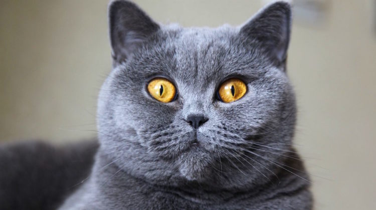 british-shorthair-750x419.jpg