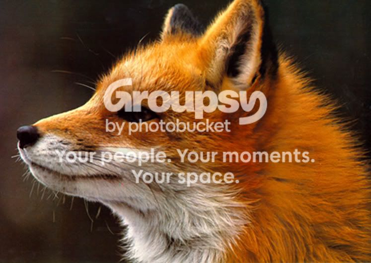 close-fox-apr2.jpg