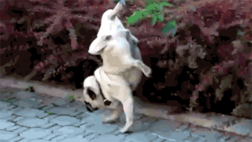 qXvsz.gif