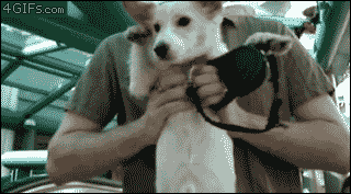 UzH7u.gif