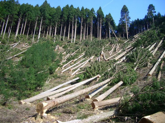 deforestation1.jpg