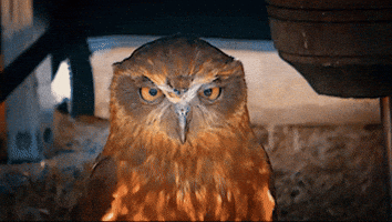 angry evil eye GIF