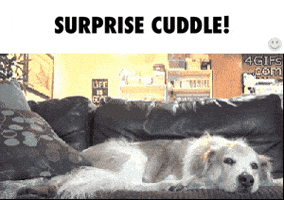 surprise cuddle GIF